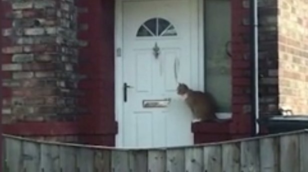 A văzut o pisică apropiindu-se de ușă și… Nu i-a venit să creadă ce vede, așa că a scos telefonul și a înregistrat totul (VIDEO)