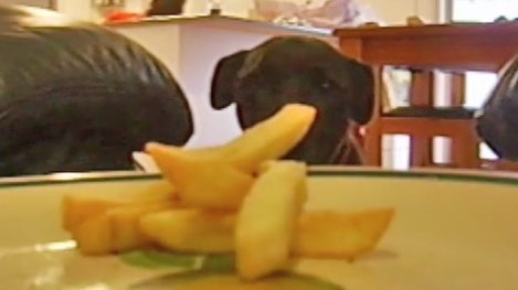 Un câine a devenit vedetă pe internet, după ce s-a dovedit cel mai bun hoț de cartofi prăjiți (VIDEO)