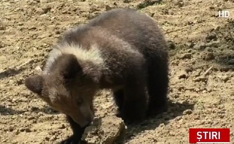 Un pui de urs a fost salvat de turiști. Simpaticul animal a fost dus apoi la Rezervaţia din Zărneşti