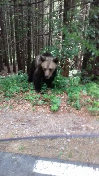 Era la lacul Sfânta Ana și a vrut să facă un selfie cu un urs. Ce a pățit femeia e de necrezut 528151