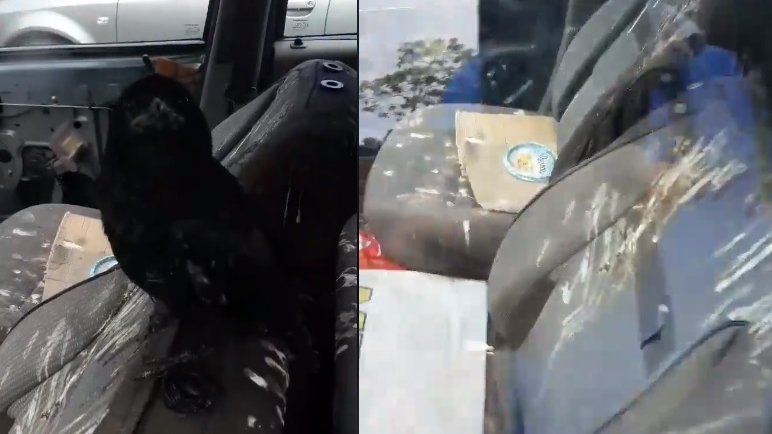 Imagini incredibile în Satu Mare. Cum a reușit o cioară să distrugă interiorul unei mașini - VIDEO