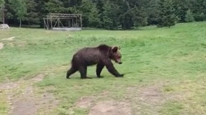 Un pui de urs a luat un biberon și o jucărie din căruciorul unui bebeluș. S-a întâmplat pe malul Lacului Sfânta Ana - VIDEO