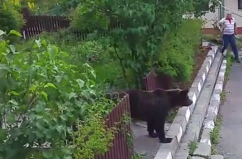 Imaginile zilei vin de la Bușteni. Un urs a fost surprins la plimbare, printre blocuri