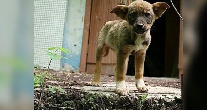 Cum arată câinii radioactivi de la Cernobîl, la 32 de ani de la dezastrul nuclear VIDEO