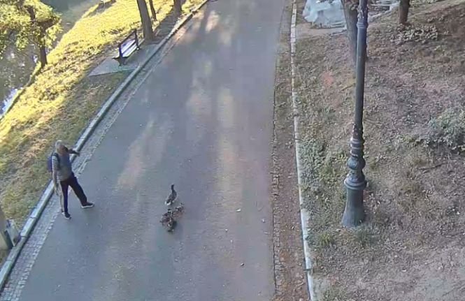 Ce a pățit un bărbat care a furat o raţă din Parcul „Nicolae Romanescu”