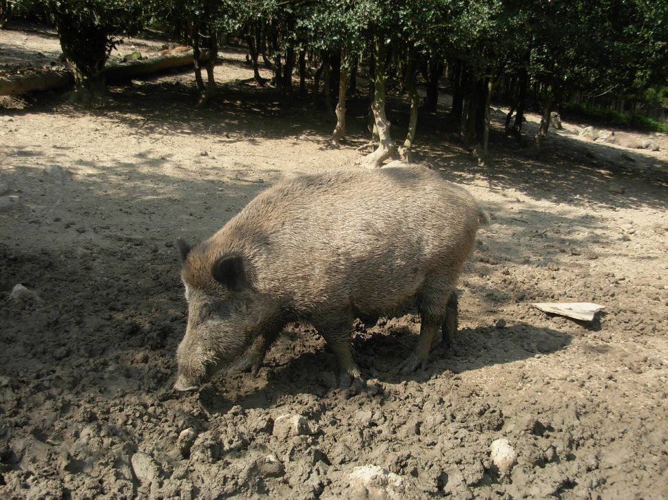 Alertă sanitară în România. Virusul pestei porcine africane, detectat la un porc mistreţ