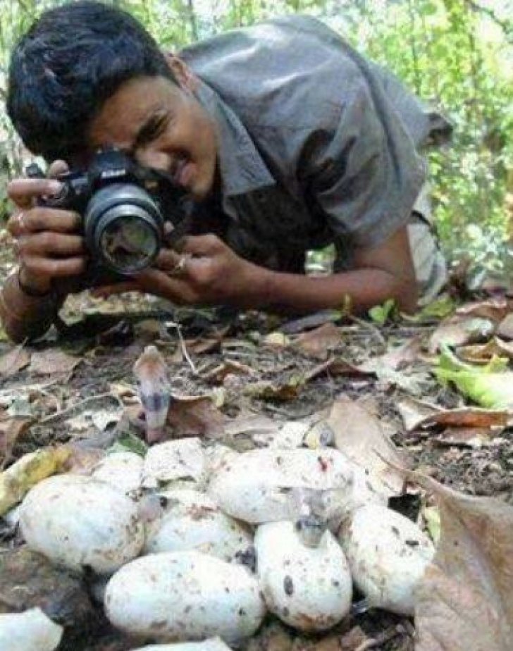 Fotografia un cuib de şerpi. A avut un șoc când s-a uitat în spatele său - FOTO