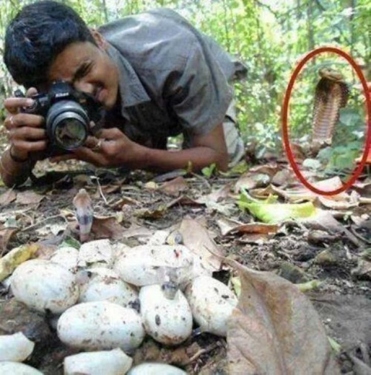 Fotografia un cuib de şerpi. A avut un șoc când s-a uitat în spatele său - FOTO 530438