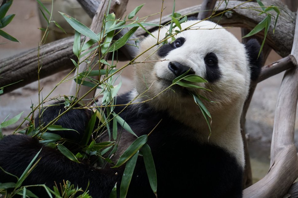 Un urs panda uriaș, surprins pe plantațiile oamenilor