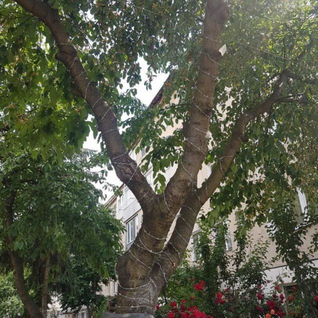 Cireşi înfăşurați cu sârmă ghimpată să nu poată mânca copiii fructele 530963