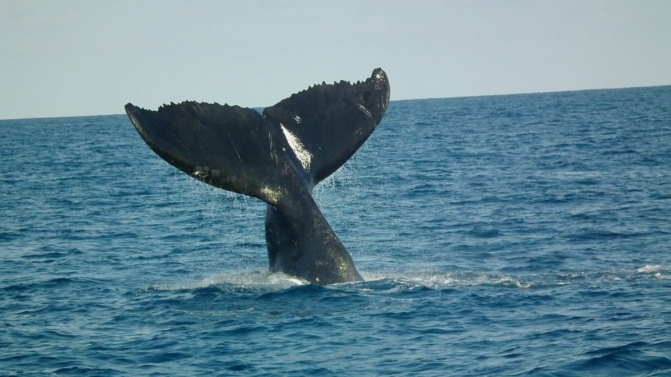 O balenă a fost ucisă de plastic. A înghițit 80 de pungi