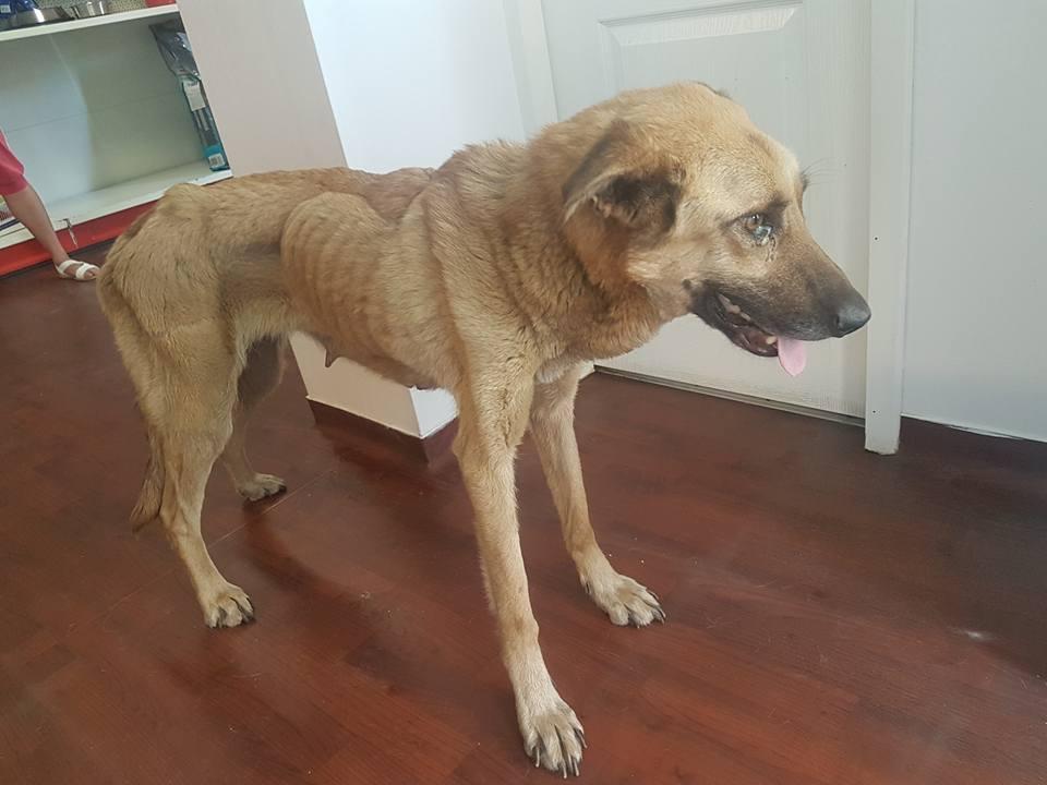 Teodora a văzut o cățea în curtea unei case, cu un pui. Când s-a uitat mai bine, a încremenit. Animalele erau.... 531121