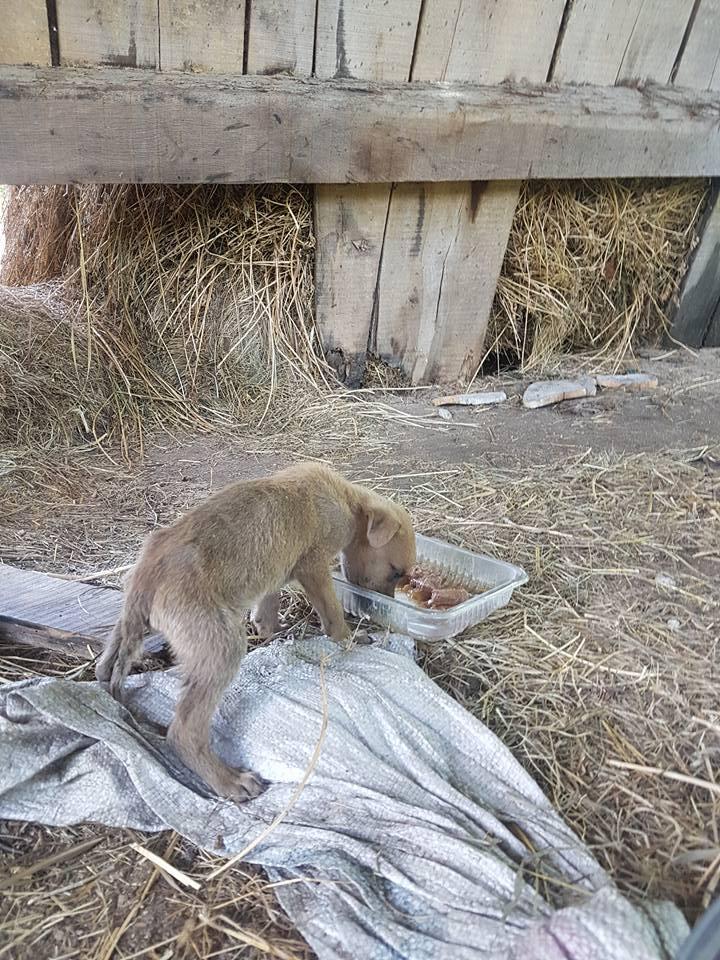 Teodora a văzut o cățea în curtea unei case, cu un pui. Când s-a uitat mai bine, a încremenit. Animalele erau.... 531123
