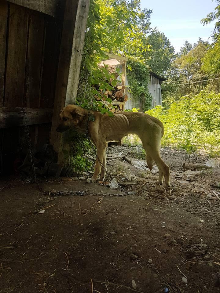 Teodora a văzut o cățea în curtea unei case, cu un pui. Când s-a uitat mai bine, a încremenit. Animalele erau.... 531124