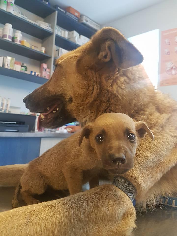 Teodora a văzut o cățea în curtea unei case, cu un pui. Când s-a uitat mai bine, a încremenit. Animalele erau.... 531125