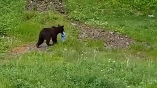 Un urs, filmat cum strângea gunoaiele din pădure. Imagini spectaculoase