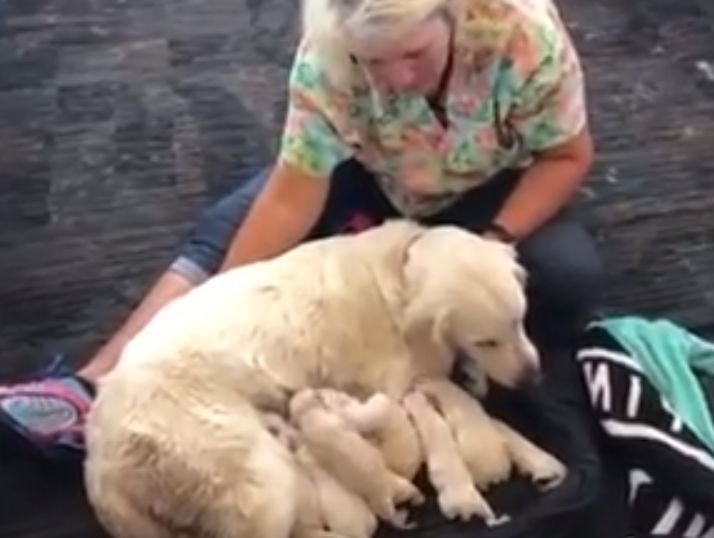 O cățea a dat naștere la opt cățeluși adorabili într-un aeroport aglomerat din Florida