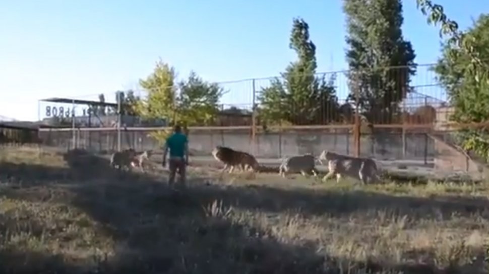 Cum a reușit un bărbat să despartă doi lei agitați. „Asta este o armă înfricoșătoare!” Imaginile au devenit virale - VIDEO