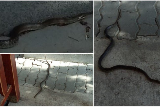 "Invazie" de șerpi într-un oraș din România. Cum reacționează localnicii