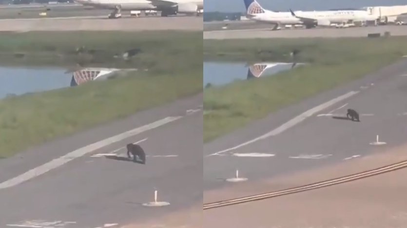 Un pilot a fost nevoit să oprească avionul, când a văzut ce era pe pistă. „Acum aşteptăm să...” - VIDEO