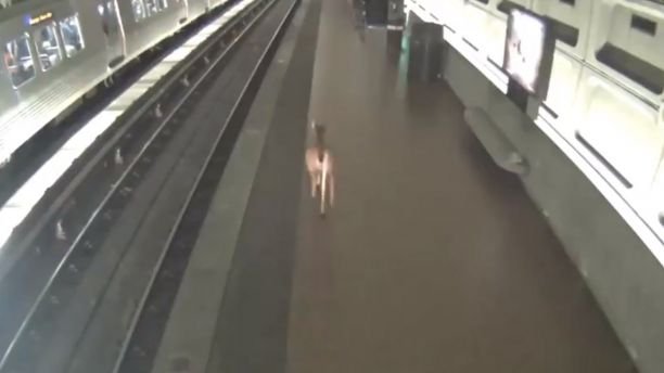 O căprioară a ajuns într-o stație de metrou. Reacția pasagerilor - VIDEO