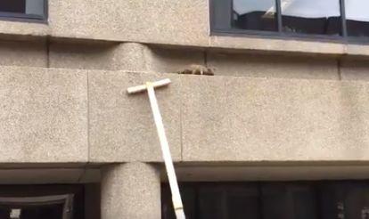 Cel mai neînfricat raton. I-a impresionat pe internauți după ce a escaladat o clădire de 23 de etaje 