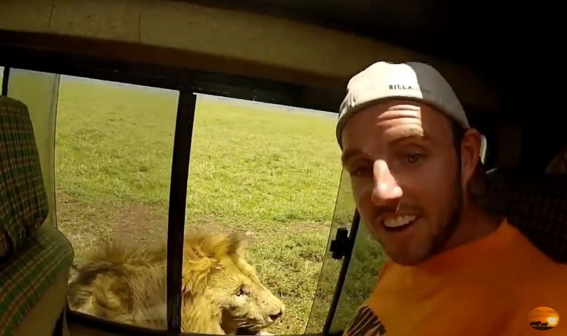 VIDEO. Cel mai idiot turist din lume. Ce a pățit bărbatul după ce a scos mâna pe geam ca să mângâie un leu 