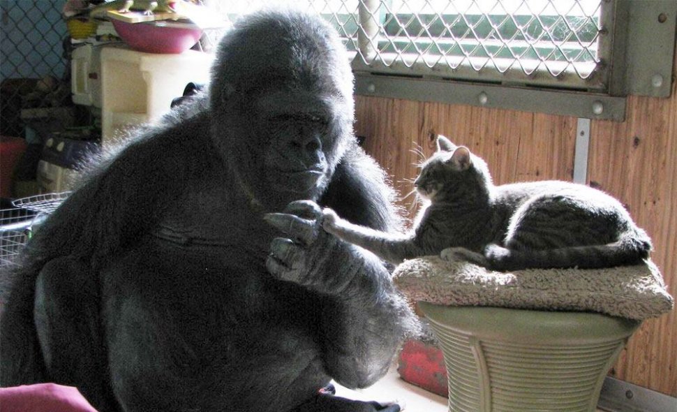 Celebra gorilă Koko a murit la 46 de ani 
