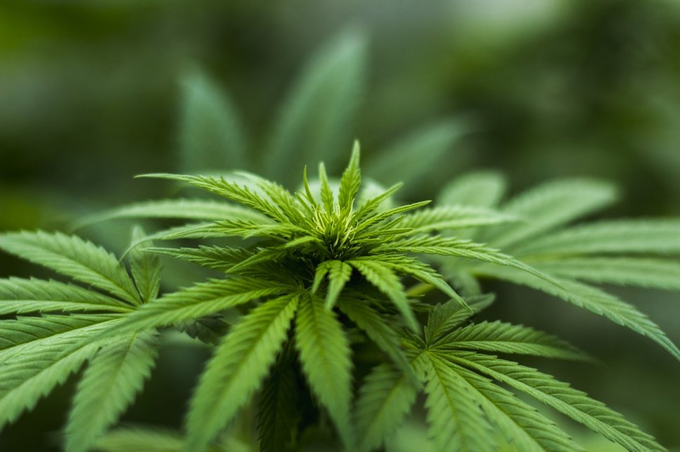 Stocurile de cannabis au explodat în Canada de când țara a legalizat planta 