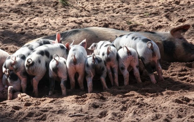 Alertă în Tulcea. Autoritățile au identificat un nou posibil focar de pestă porcină africană
