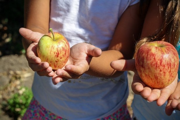 SFINȚII PETRU ȘI PAVEL. De ce nu au voie femeile să mănânce mere de Sf. Petru și Pavel