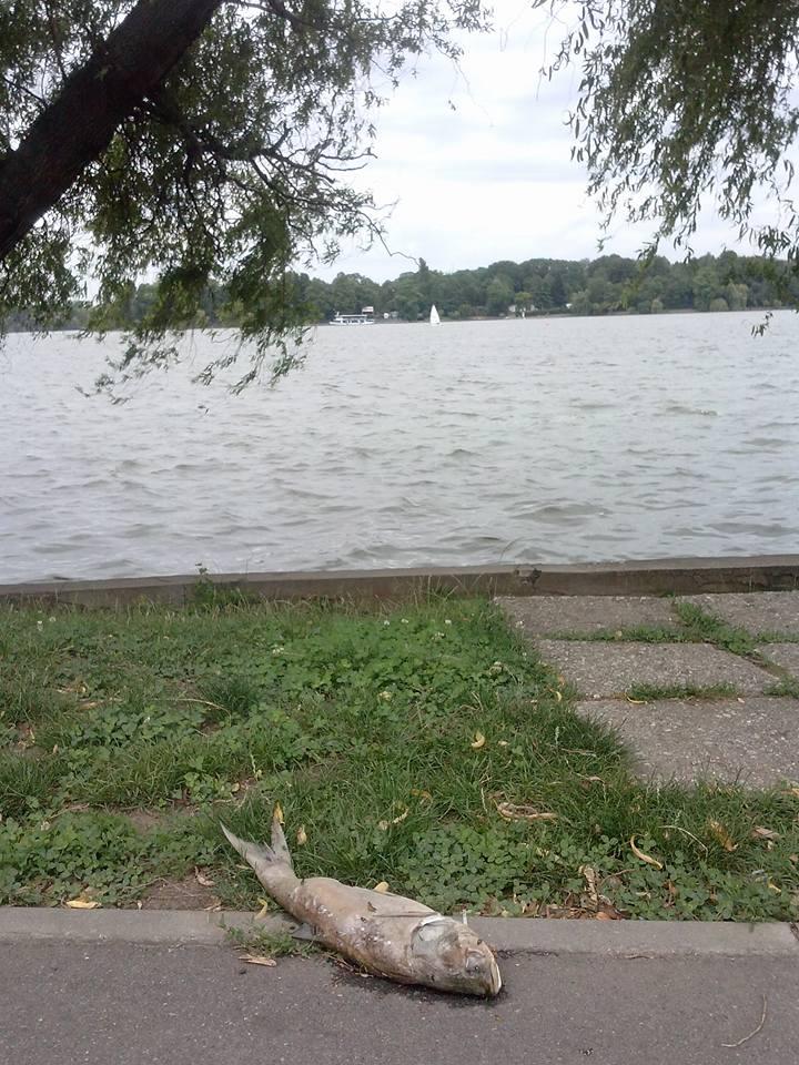 Fenomen șocant pe lacul Herăstrău, în Capitală. Ce au văzut bucureștenii  535560