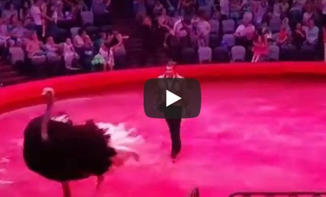 Clipe de coșmar la un circ din Rusia. „S-a urcat peste spectatori și i-a lovit cu picioarele” - VIDEO