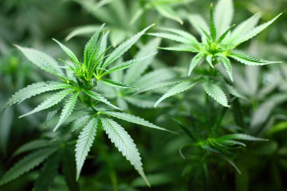 Primul medicament pe bază de marijuana a fost aprobat în Statele Unite 