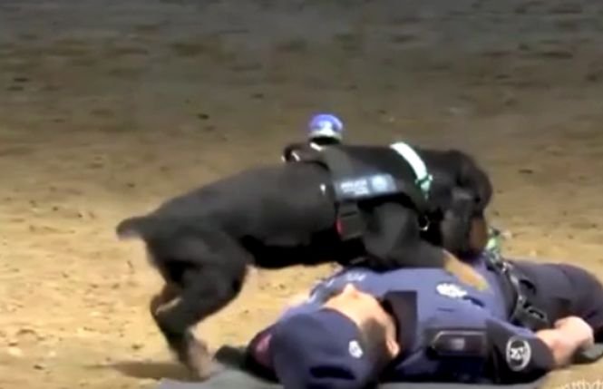 Un clip cu un câine care știe să facă manevre de resuscitare a devenit viral imediat după postare. VIDEO