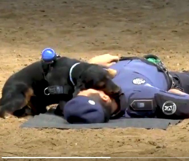 Un clip cu un câine care știe să facă manevre de resuscitare a devenit viral imediat după postare. VIDEO 535751