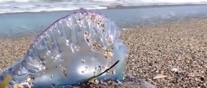 Alertă pe plajele din Spania. Autorităţile au descoperit meduze care pot provoca paralizie şi chiar stop cardiac