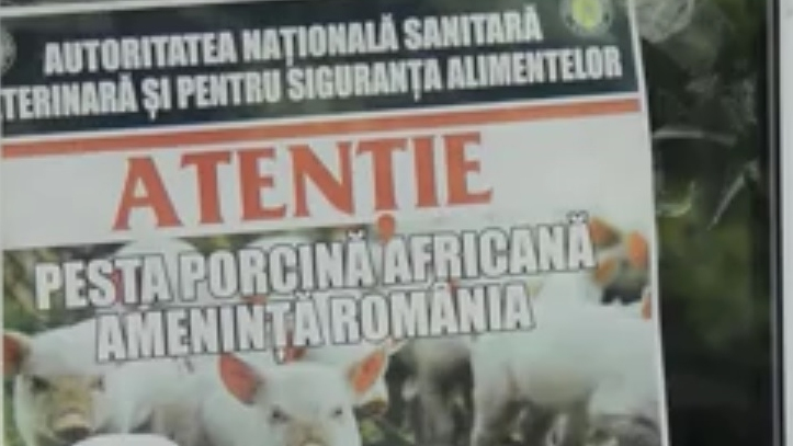 Alertă de pestă porcină în România. Zeci de mii de animale vor fi sacrificate - VIDEO