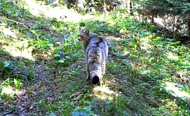 O specie extrem de rară de pisică sălbatică a fost văzută în Caraș-Severin - IMAGINI inedite