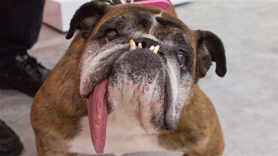 A murit cățelușa Zsa Zsa, la doar câteva săptămâni după ce a primit titlul de cel mai urât câine din lume