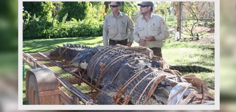 Momentul socant in care autoritatile au pus mana pe un crocodil de 600 de kilograme! Ce s-a intamplat apoi