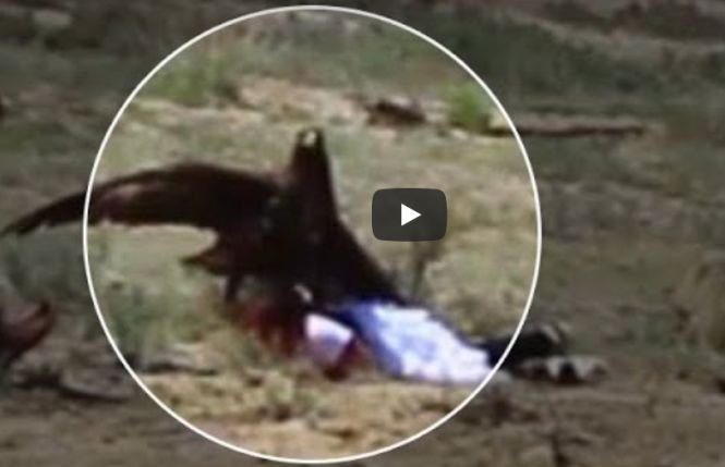 Momentul șocant în care o fetiță este atacată de un vultur - VIDEO
