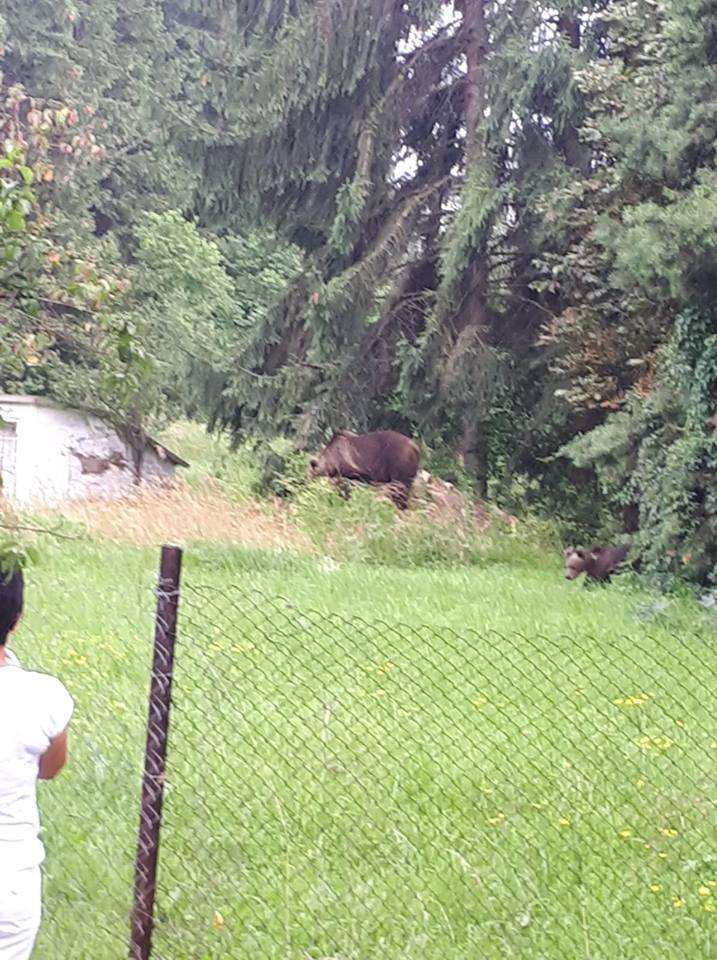 O familie de urşi a fost fotografiată în apropierea Spitalului Judeţean de Urgenţă Miercurea Ciuc 540881