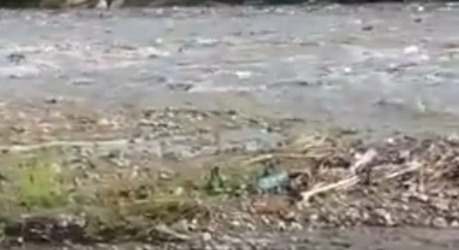Dezastru ecologic pe râul Teleajen - VIDEO 