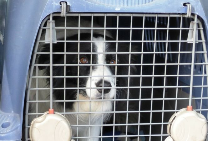 Un câine a deschis trapa unui avion aflat în zbor după ce a reușit să scape din cușca sa. Ce a urmat