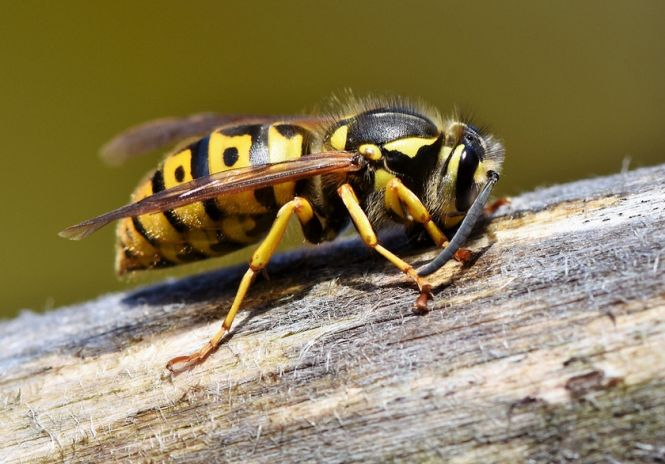 Un bărbat din Sălaj a murit după ce a fost înțepat de mai multe viespi