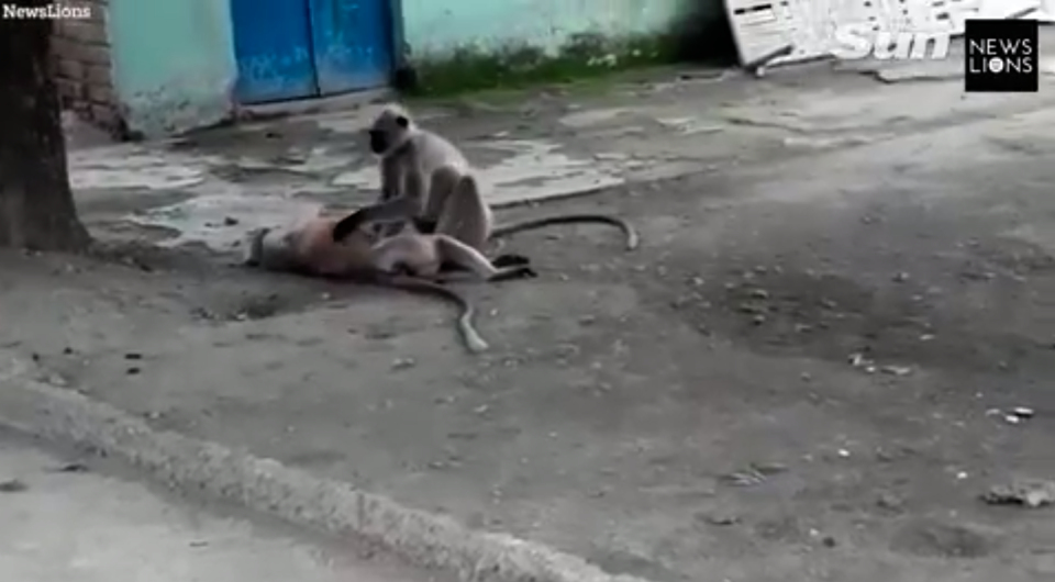 O maimuță și-a găsit prietenul fără suflare și a încercat cu disperare să-l aducă în simțiri. Momentul emoționant a fost filmat 