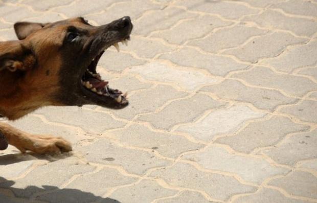 Caz șocant în Capitală. O femeie a fost sfâșiată de câine, sub privirile îngrozite ale trecătorilor