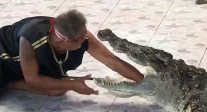 Panică totală la o grădină zoologică! Un îngrijitor și-a băgat mâna în gura unui crocodil (VIDEO)
