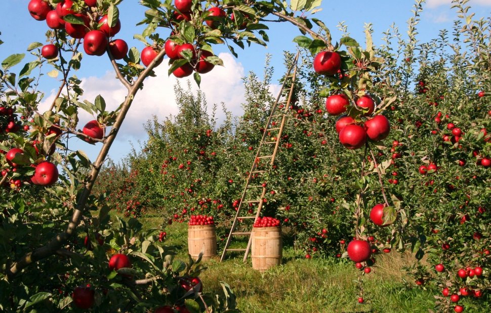 Un bărbat din Sălaj a murit în timp ce culegea mere. O insectă l-a ucis